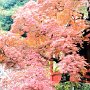 Shimizu, Japan - Kuno-zan Toshogu Shrine